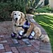 Dog With Prosthetic Paws Becomes a Therapy Dog