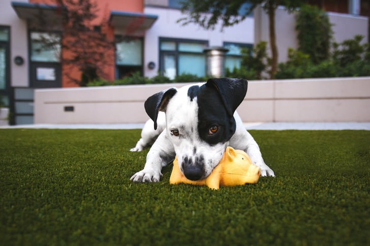 أشياء لا ينبغي على الكلاب أكلها Popsugar Middle East Pets