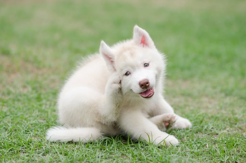 绿色草地上可爱的西伯利亚雪橇犬小狗抓