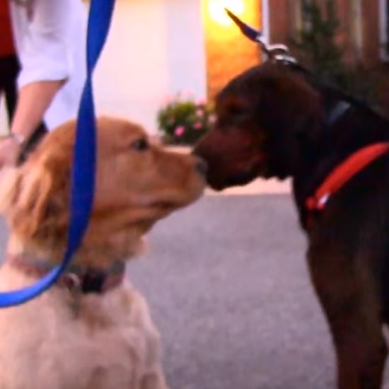 Rescue Dog Kissing New Family | Video