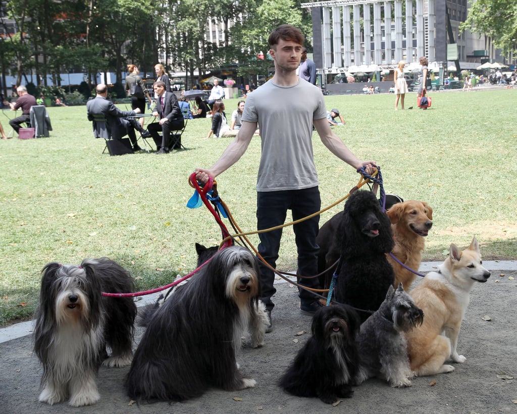 Daniel Radcliffe walked a bunch of dogs on the set of Trainwreck on Monday in NYC.