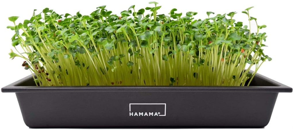 Indoor Greens: Hamama Home Microgreens Growing Kit
