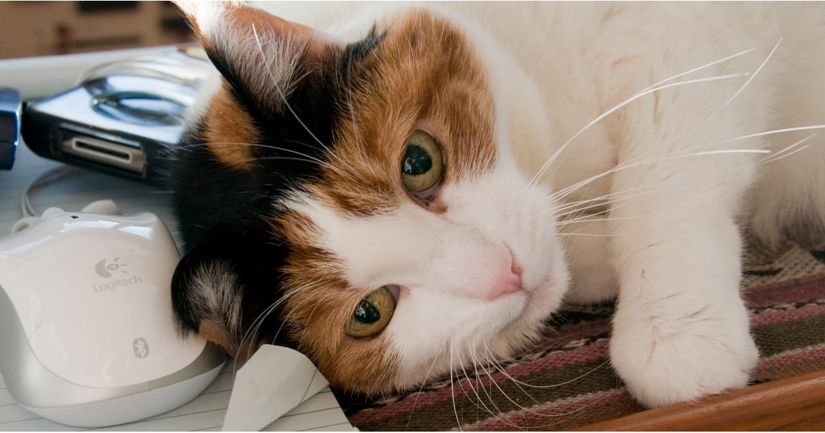 What To Do When Your Cat Is Sneezing Popsugar Pets