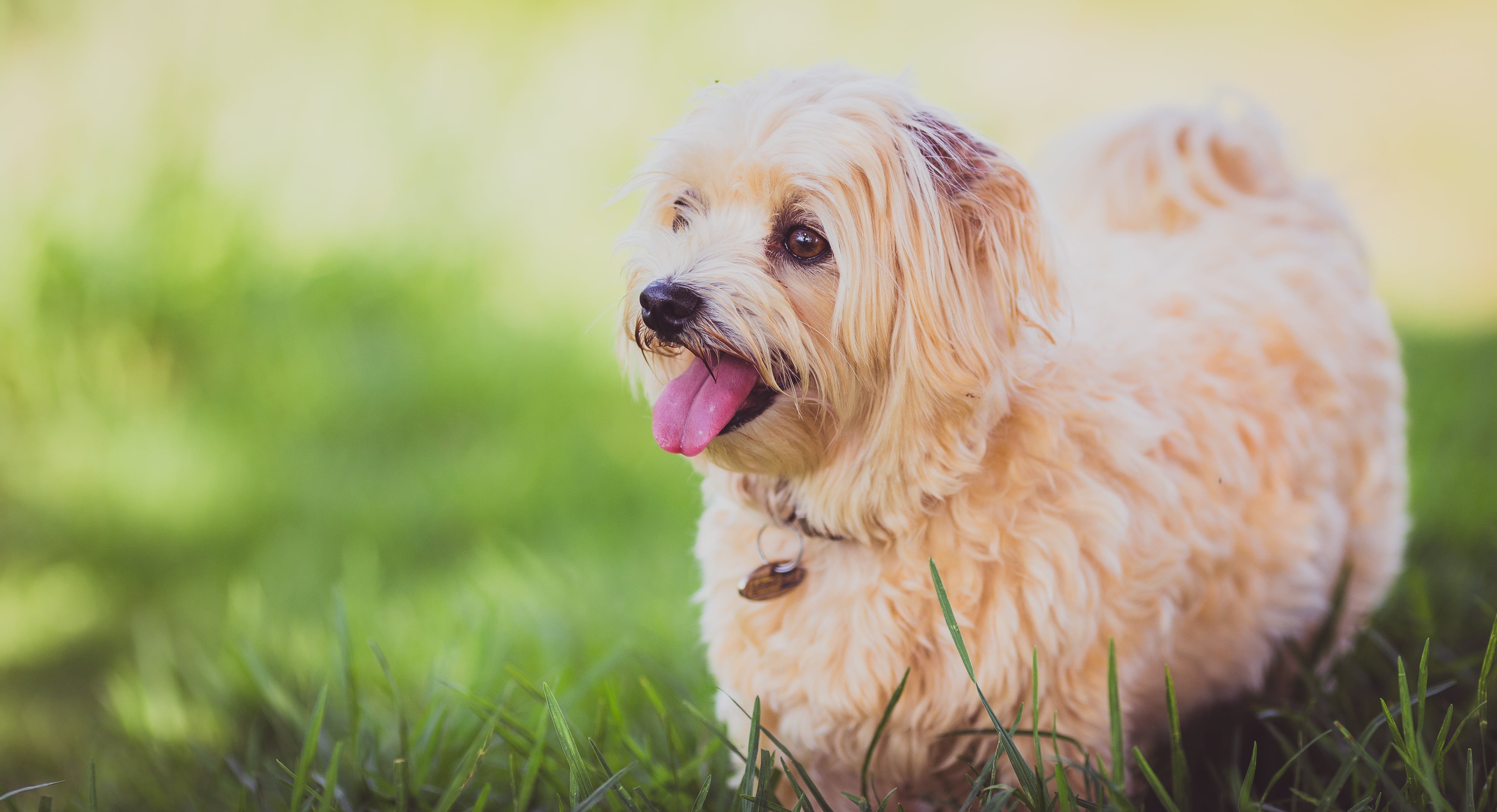 Heart healthy cheap foods for dogs