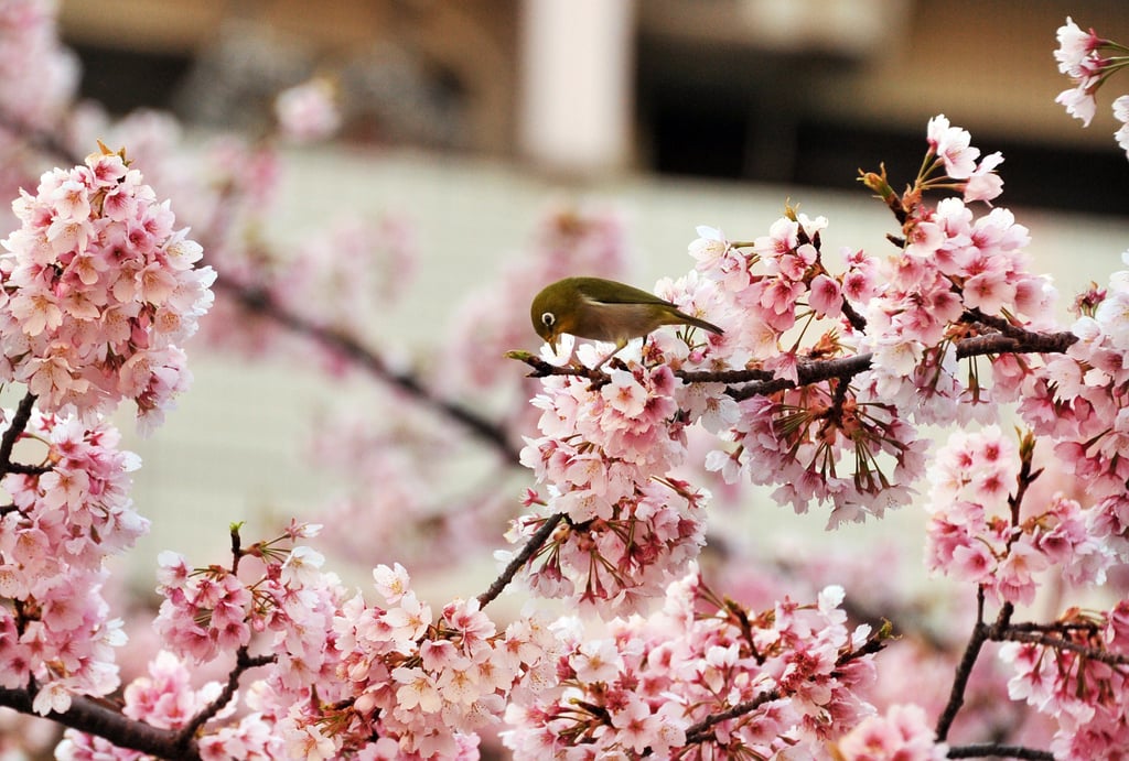 Japan's cherry blossom season arrived, with the flowering trees attracting locals and tourists alike.