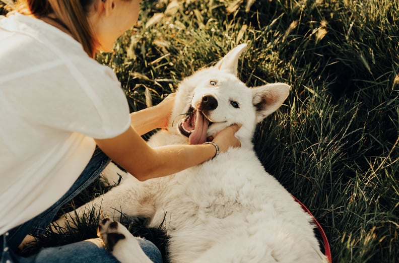 Buying a dog for the sales first time
