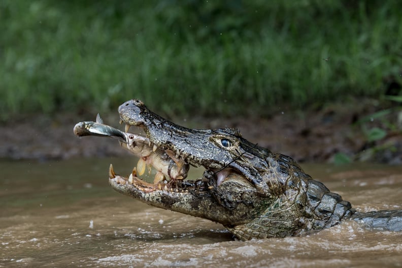 Nature, Second Place — Double trapping