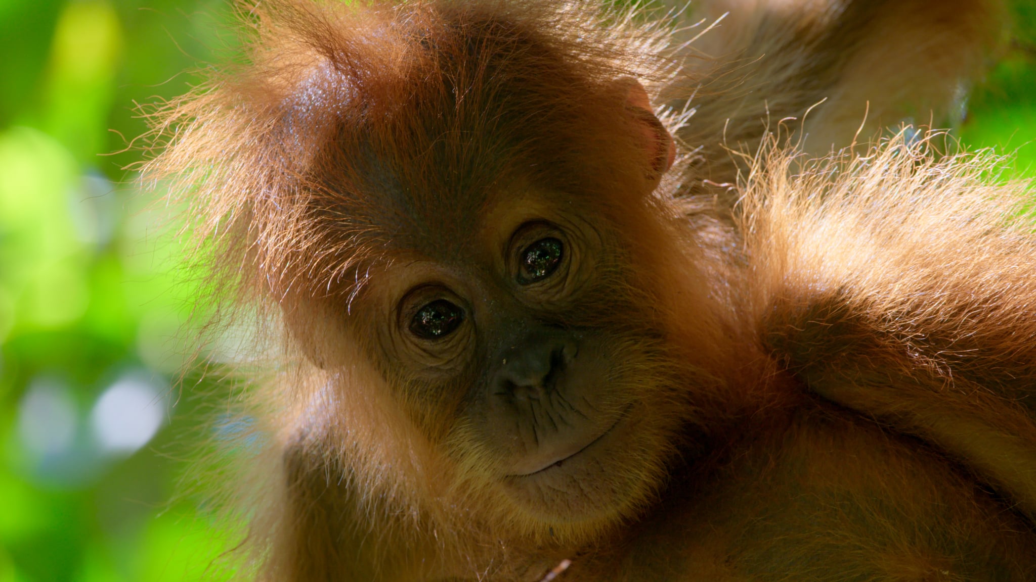 The production of palm oil continues to be a major driver of deforestation of some of the world's mostbiodiverse forests, destroying the habitats of critically endangered species like the orangutan. Image takenfrom David Attenborough: A Life on Our Planet. The film will be in cinemas on 16 April, before being releasedglobally on Netflix in spring 2020.Credit: Netflix / David Attenborough: A Life On Our Planet