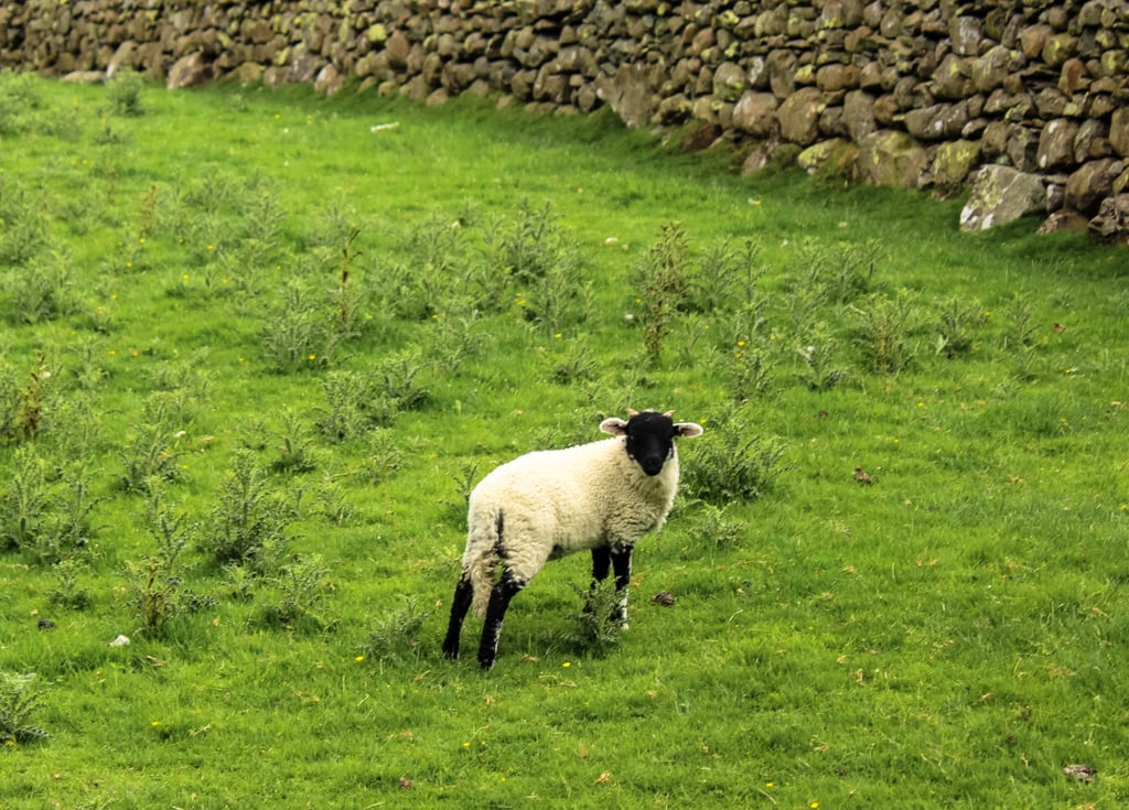 And of course, what would a visit to the Lake District be without making a few new furry friends? Don't worry, you will have plenty of encounters with fluffy sheep. 
As strange as it might sound, my one wish throughout my time here was to witness a flock of sheep crossing the road. (I know, I know — a silly desire.) But as luck would have it, on the last day, it happened. In the middle of a Summer shower, there they were — a flock of sheep scurrying across the road, being led by a local shepherd. And there I sat, with the windows rolled down, listening to the precious baaing. It was simply perfect, and I don't think my smile could have gotten any wider.