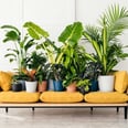 17 Indoor Plants That'll Add Fresh Air and Joy Into Any Home, Delivered to Your Doorstep