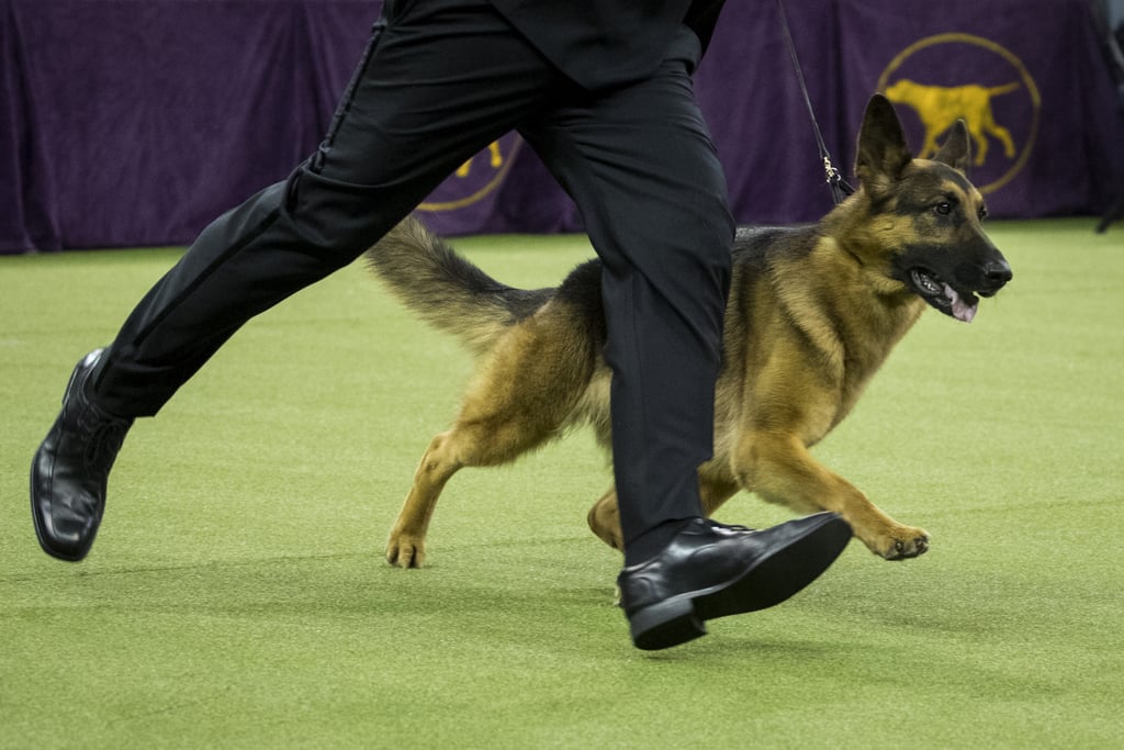 Rumor the German Shepherd Wins Best in Show at Westminster | POPSUGAR