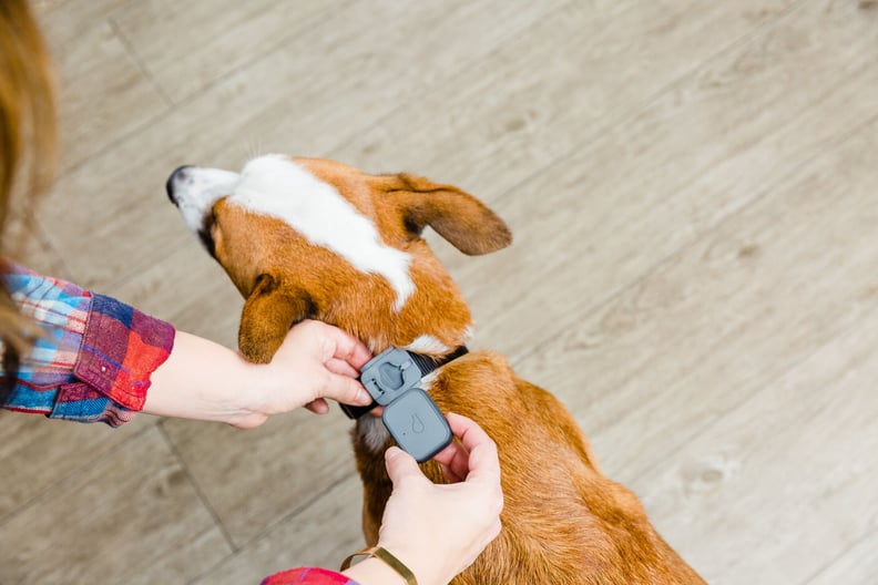 Whistle Dog and Cat GPS Tracker and Activity Monitor