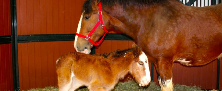 New Budweiser Clydesdale Horse 2016