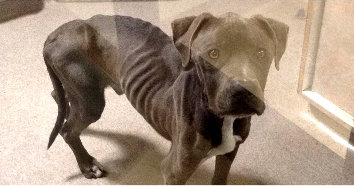 Starving Dog Rescued Video Popsugar Pets