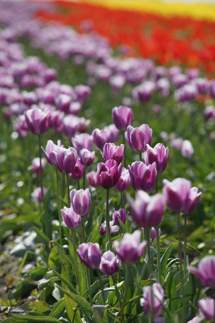 Best Places to See Spring Flowers POPSUGAR Smart Living Photo 53