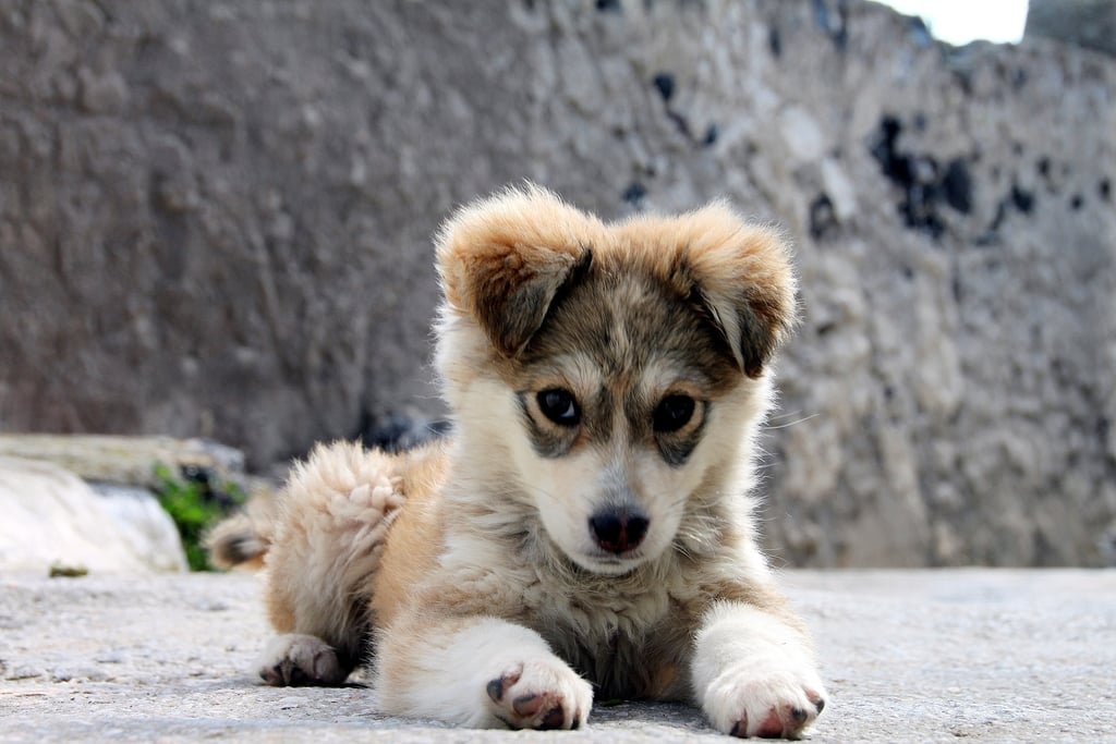 Sunbathing is an Olympic sport in the world of cute animals.
Source: Flickr user Klearchos Kapoutsis