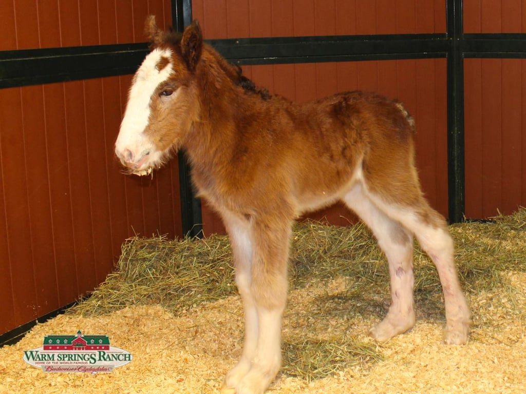 New Budweiser Clydesdale Horse 2016