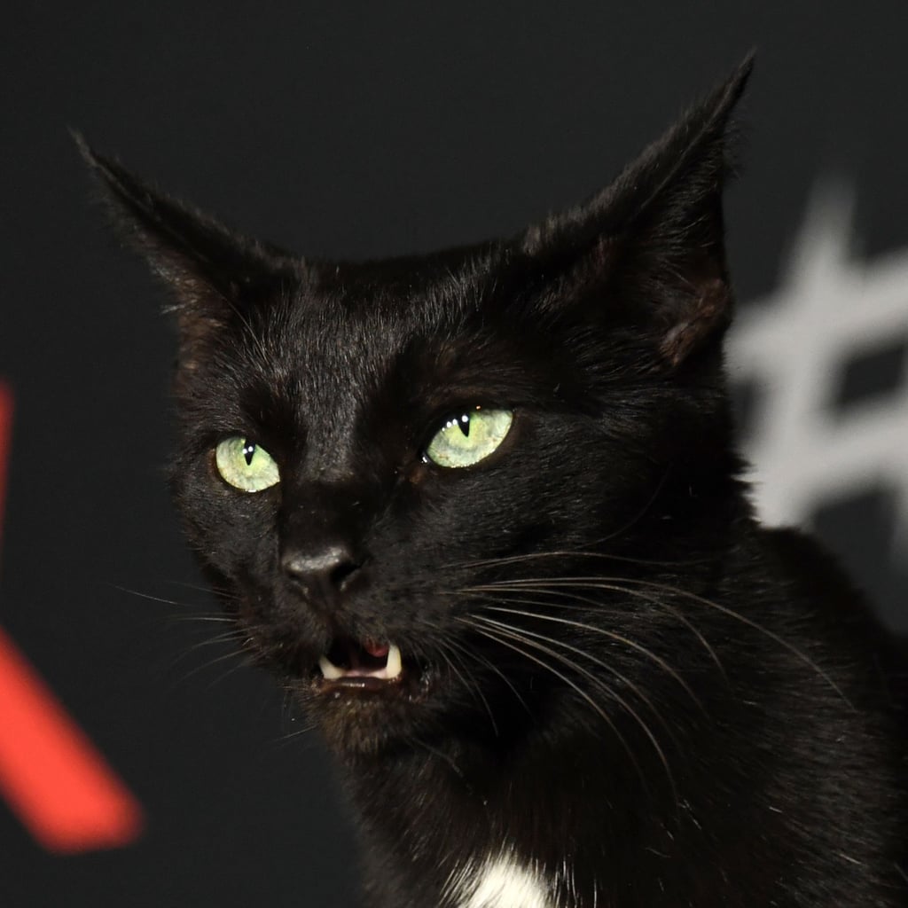 Salem The Cat On Sabrina Netflix Red Carpet Photos 2018 Popsugar