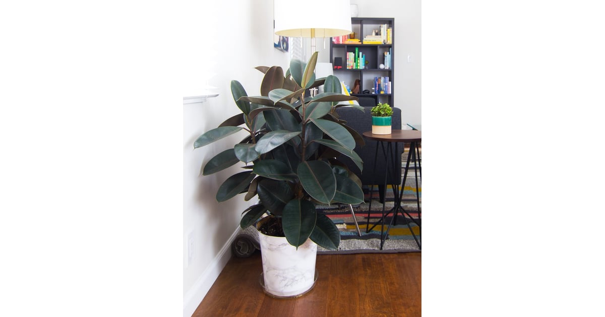 Decorate With HeatAbsorbing Houseplants How to Keep Your Home Cool