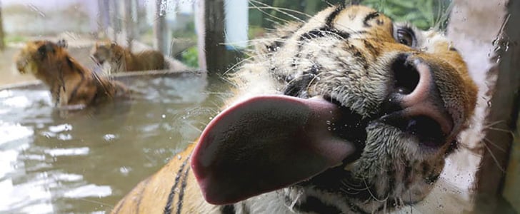 Animals Licking Windows