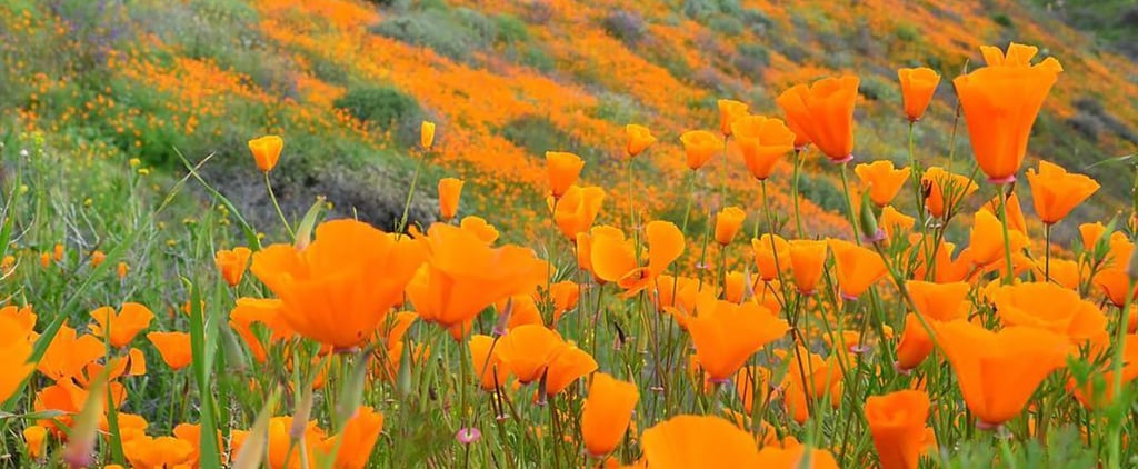 2019 Super Bloom in California