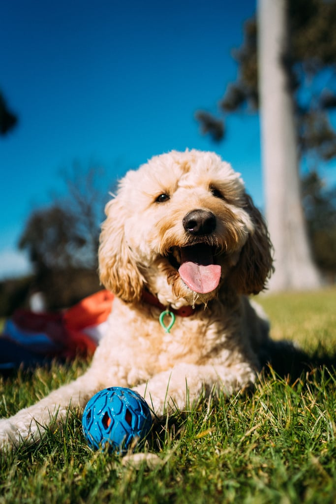 Cute Pictures of Goldendoodles