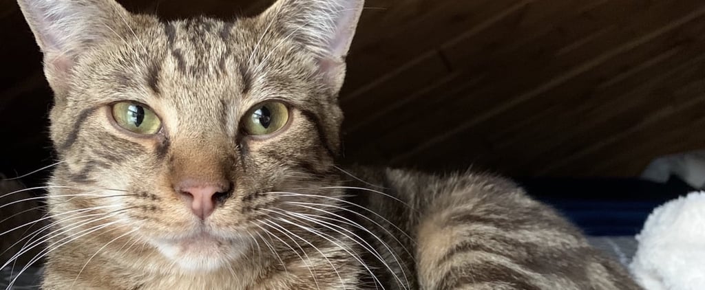 How Adopting a Cat Helped My Mental Health