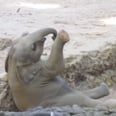 Elephants Have Maternal Instincts Too, and They Will Melt Your Heart