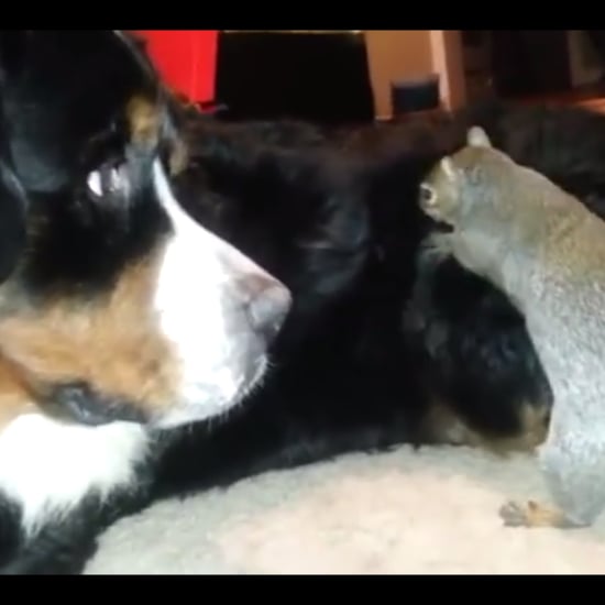 Squirrel Hides Nut in Dog's Fur