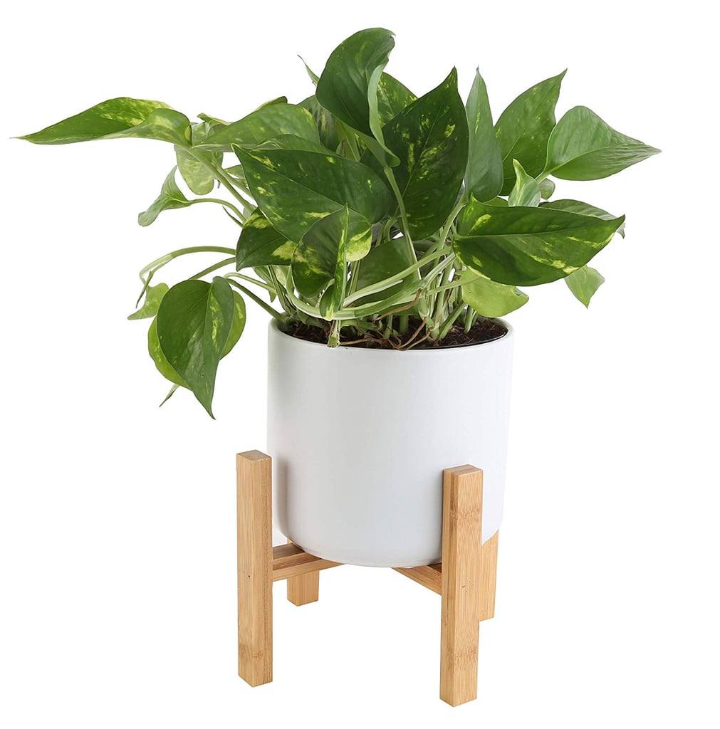 Golden Pothos With Stand