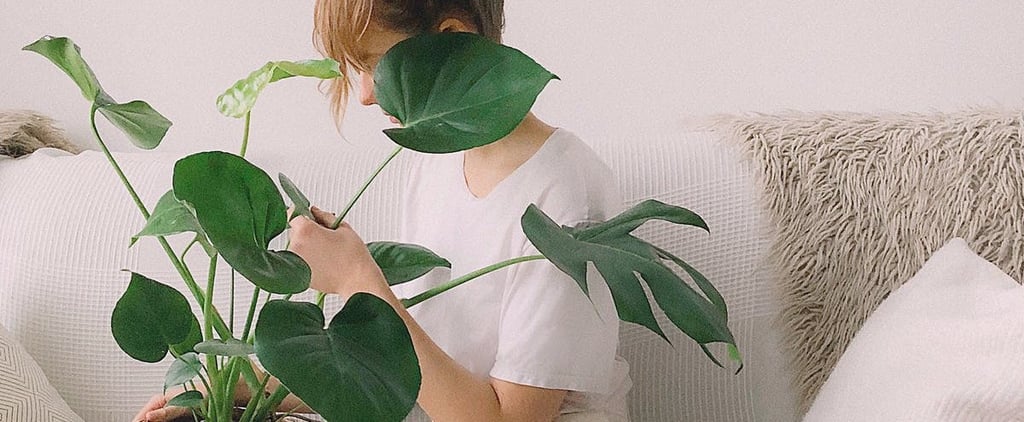 How Indoor Plants Can Help You Avoid Getting Sick This Flu Season