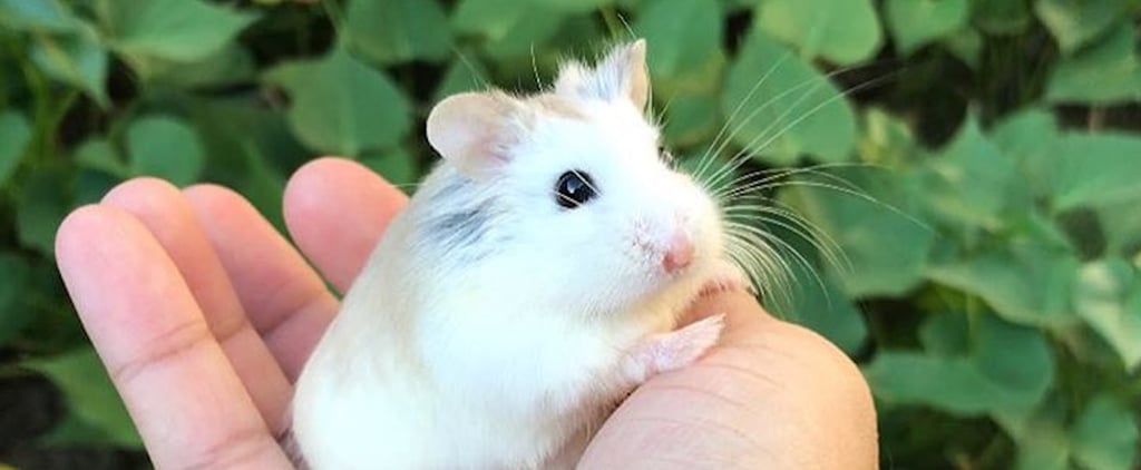 Cute Photos of the Welly Hamsters on Instagram