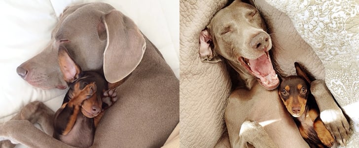 Harlow and Sage | Instagram