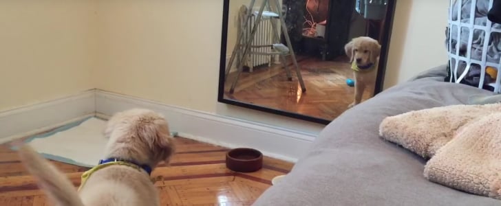 Puppy Sees Reflection in Mirror | Video