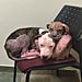 Abandoned Pit Bull Puppies Cuddling at Vet