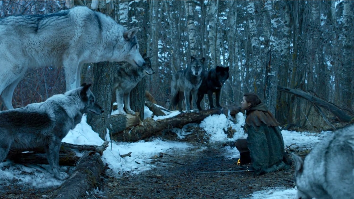 What Did Arya Say To Nymeria On Game Of Thrones Popsugar Entertainment