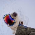 Cute Photos of Dogs Playing in the Snow That Will Almost Make You Want to Go Outside
