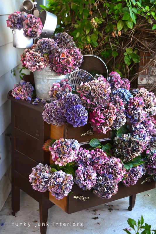Their Color Is Determined by the Soil's pH