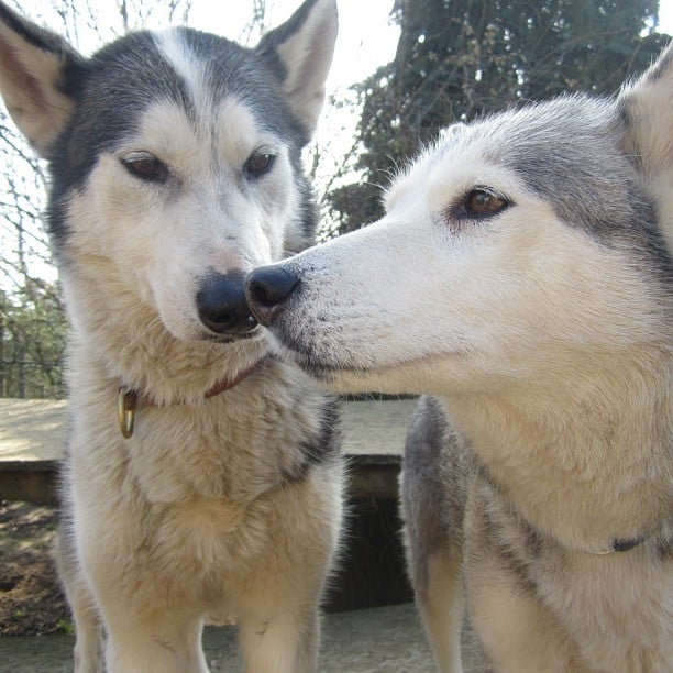 If you're a Husky fan, then do yourself a favor and follow this account that documents the daily shenanigans of 13 Siberian Huskies. Bonus: their names are Buzz, Pooka, Leah, Zizou, Rascal, Musky, Pikey, Scarab, Pixie, Angus, Ash, Jet, and Dot.
Source: Instagram user alyeska