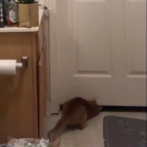Cat 2025 bathroom door