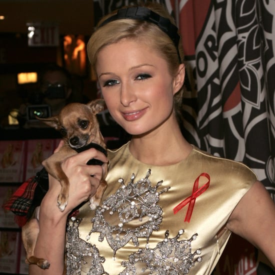 Paris Hilton's Dog Tinkerbell Dies | Pictures