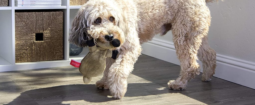 The 12 Best Toys For Puppies, According to Vets