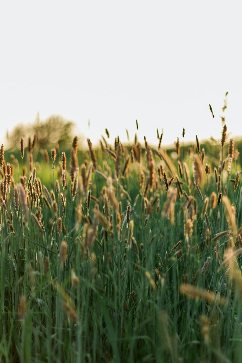 What to Know About Potential Risks of Oats