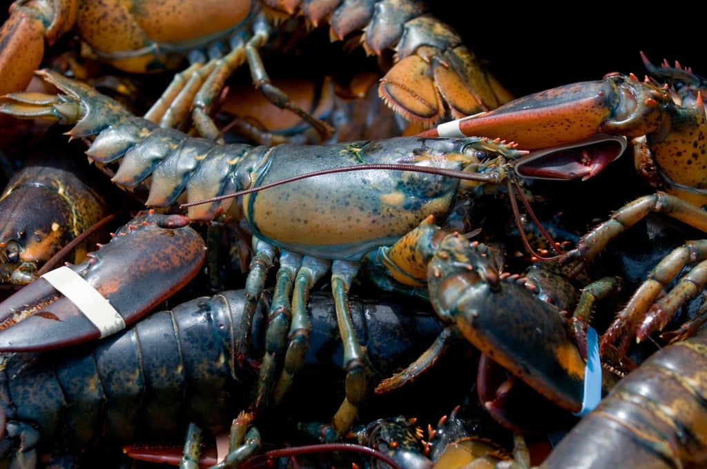 Lobster