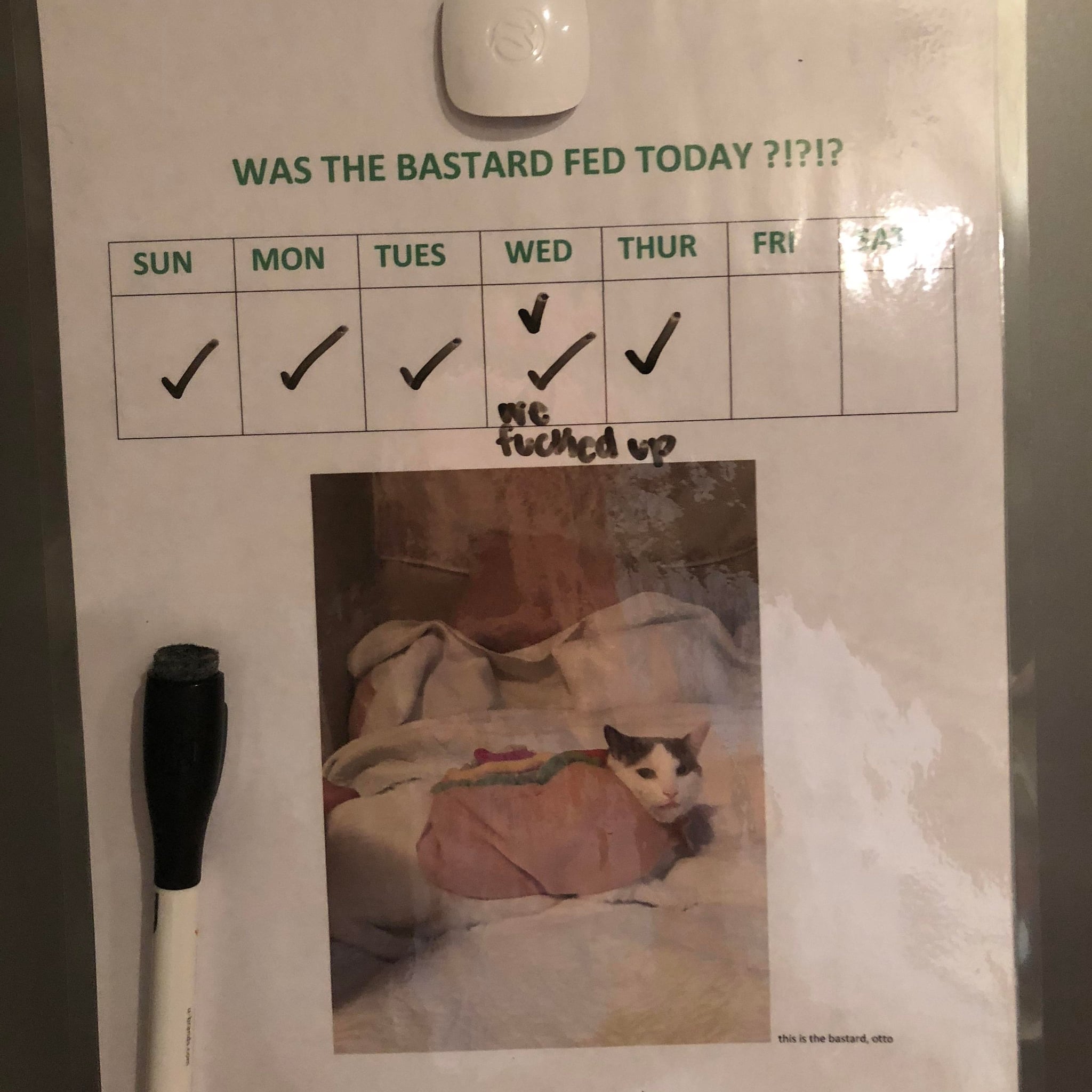 Woman S Feeding Chart For Her Cat Popsugar Family