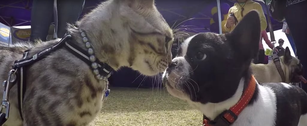 Cat on a Leash at a Dog Show | Video