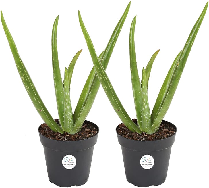 Aloe Vera 10 Cooking Plants You Can Keep on Your Apartment Windowsill