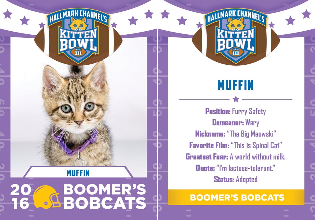 Kitten Bowl 2016