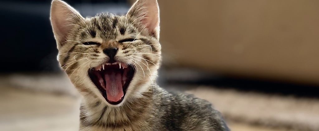 How to Get Your Cat to Stop Meowing