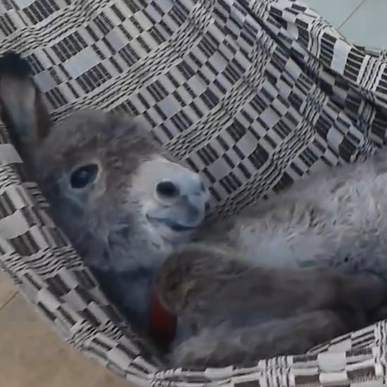Baby Donkey in a Hammock Video